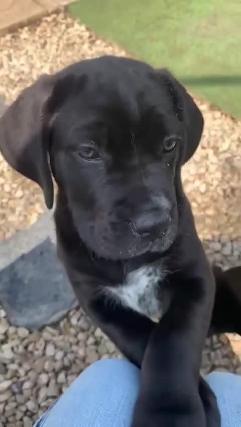 Cane Corso dogs for sale: Champion Lines Cane Corso puppies for sale - Video 1