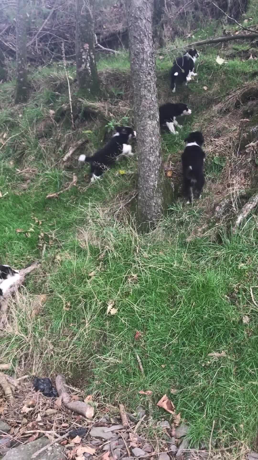 Border Collie dogs for sale: Border Collies Farmbred  - Video 2