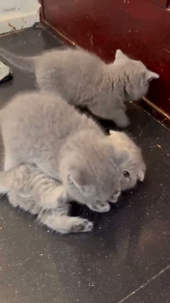 Scottish Fold cats for sale: Adorable Scottish Fold Kittens - Video 2