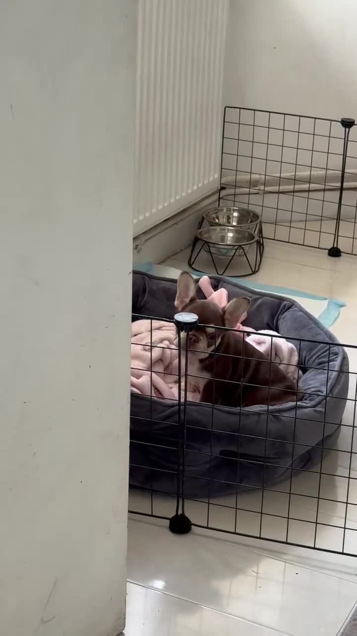 French Bulldog dogs for sale: French bull dog  - Video 1