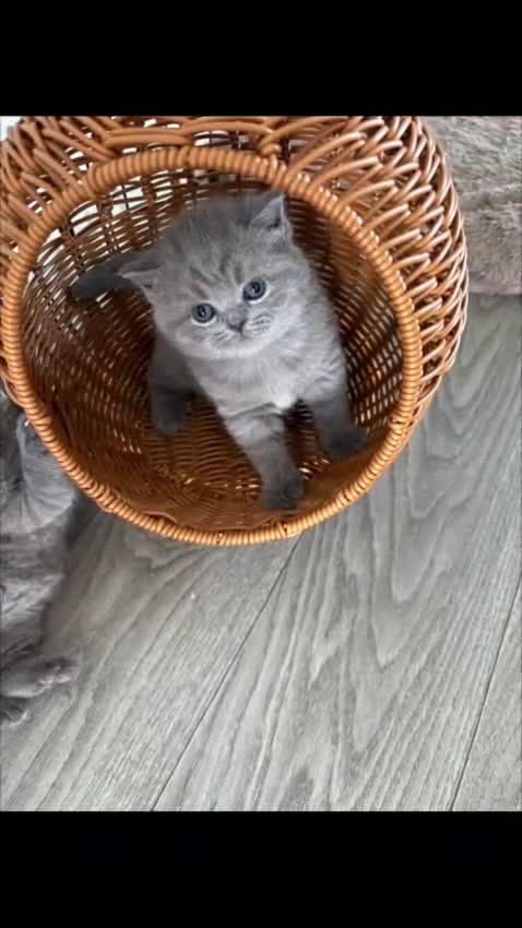 British Shorthair cats for sale: Blue British short hair kittens  in Braintree - Video 1