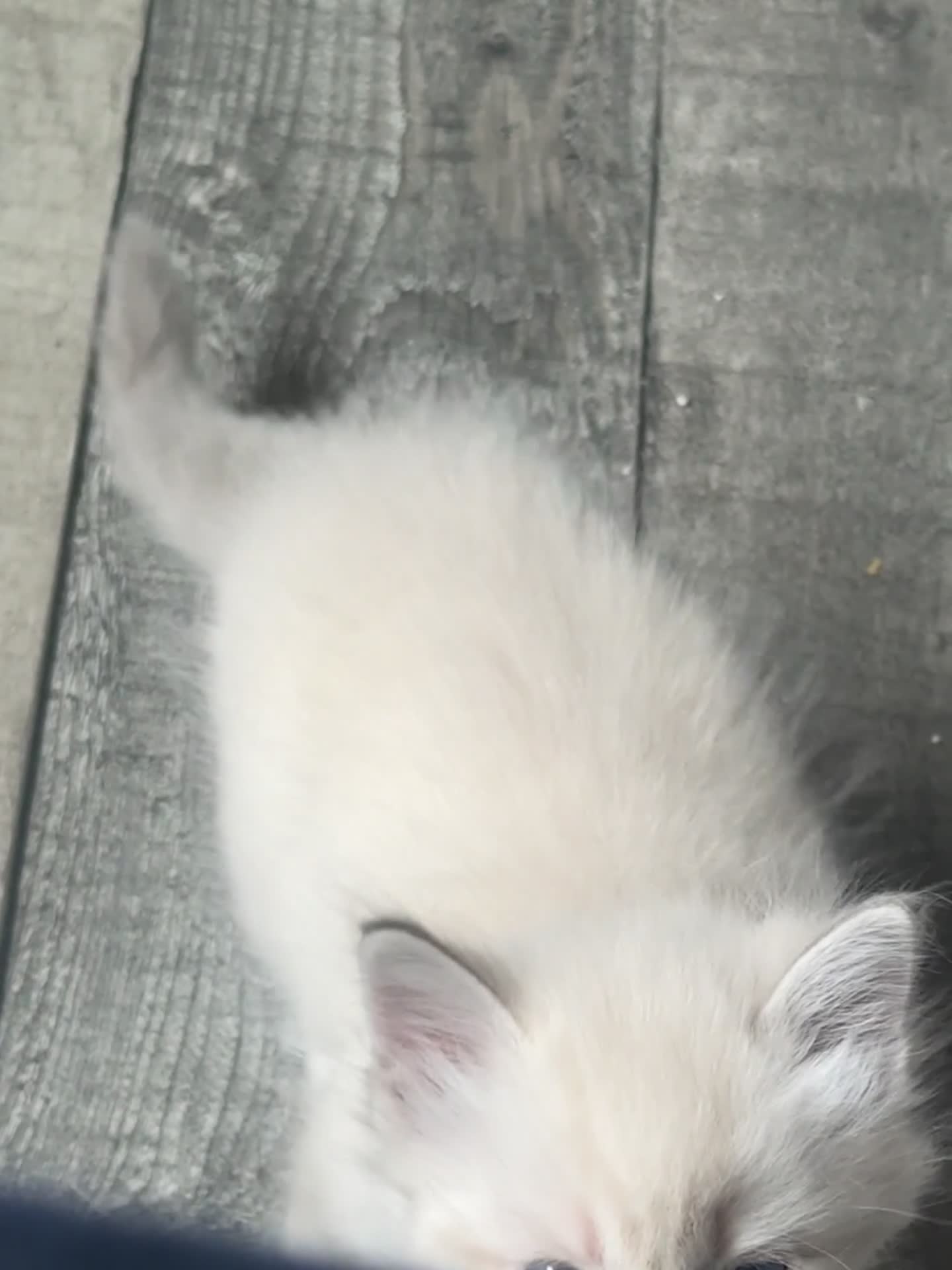 Ragdoll cats for sale: Lovely blue eyed lynx ragdolls kittens  - Video 1
