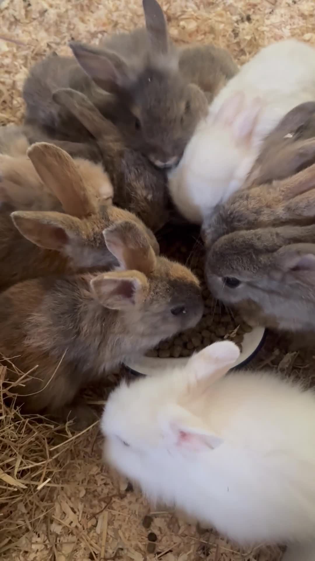 Mixed Breed rabbits for sale: Mini lop/lionhead mix breed  - Video 1