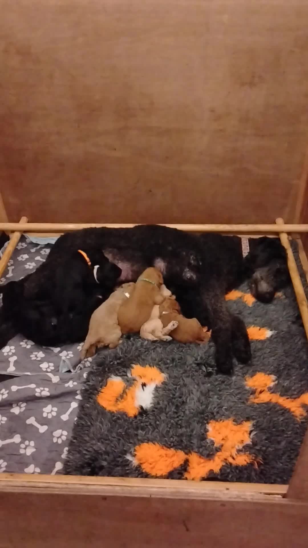 Standard Poodle dogs for sale: Beautiful KC Reg Standard Poodle Puppies - Video 1