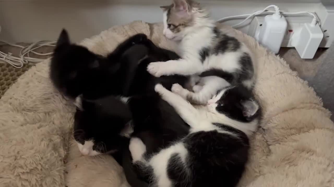 Mixed Breed cats for sale: Seven Tiny Adventures Waiting for Their Families - Video 3