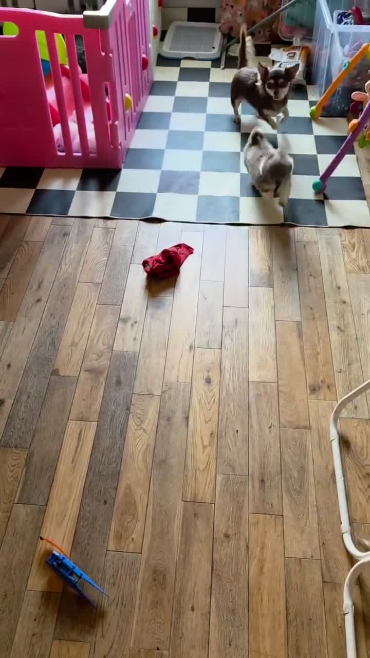 Chihuahua dogs for sale: Kc long coat chihuahua boy lilac & white - Video 1