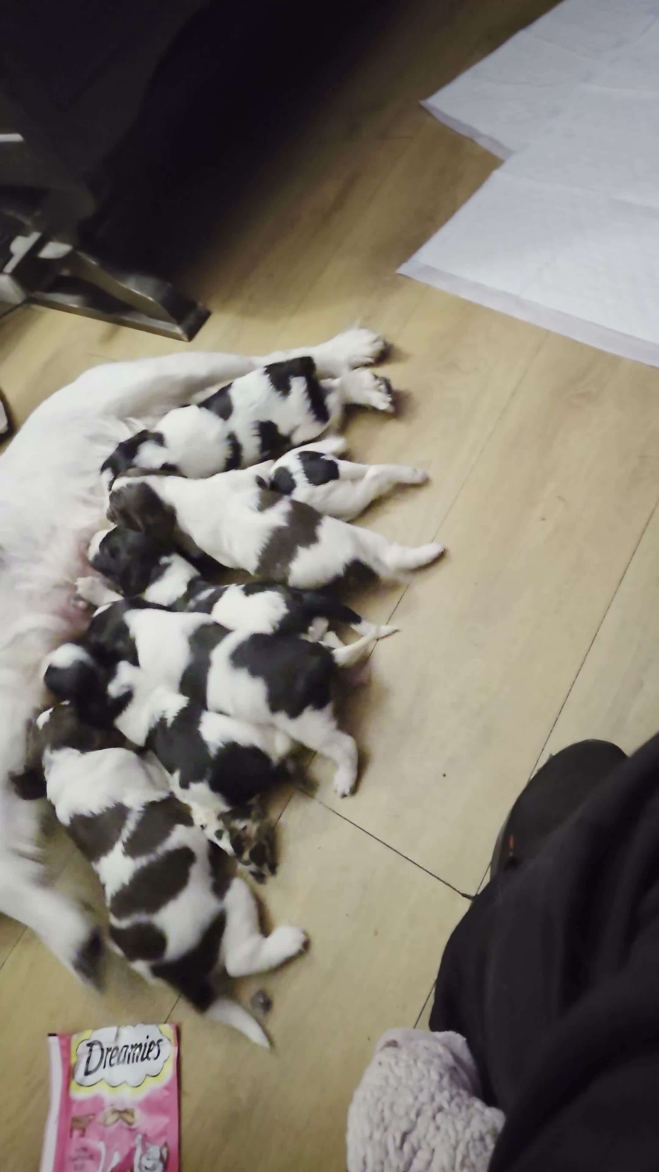 English Springer Spaniel dogs for sale: Orio and her puppies 🐶  in Towcester - Video 2