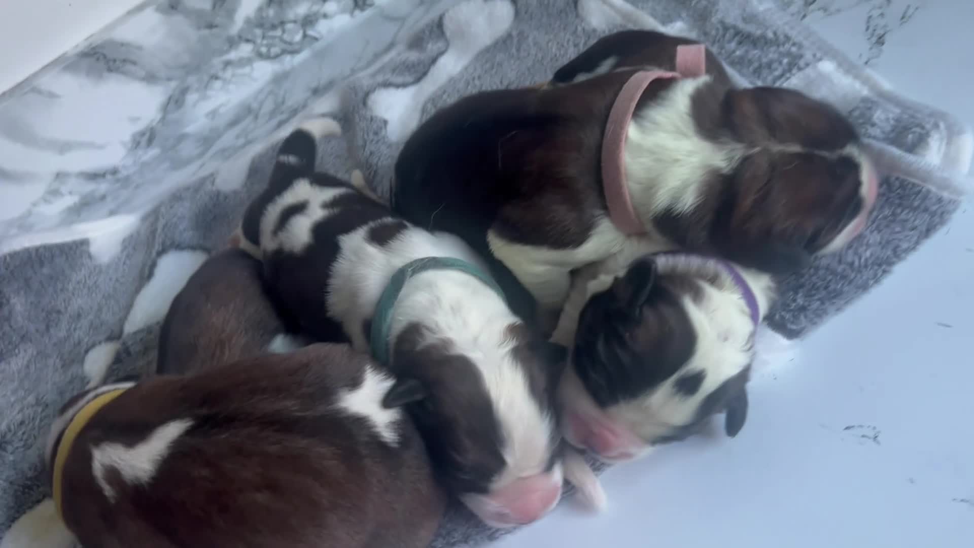 Saint Bernard dogs for sale: Beautiful KC registered Saint Bernard puppies in Scunthorpe - Video 2
