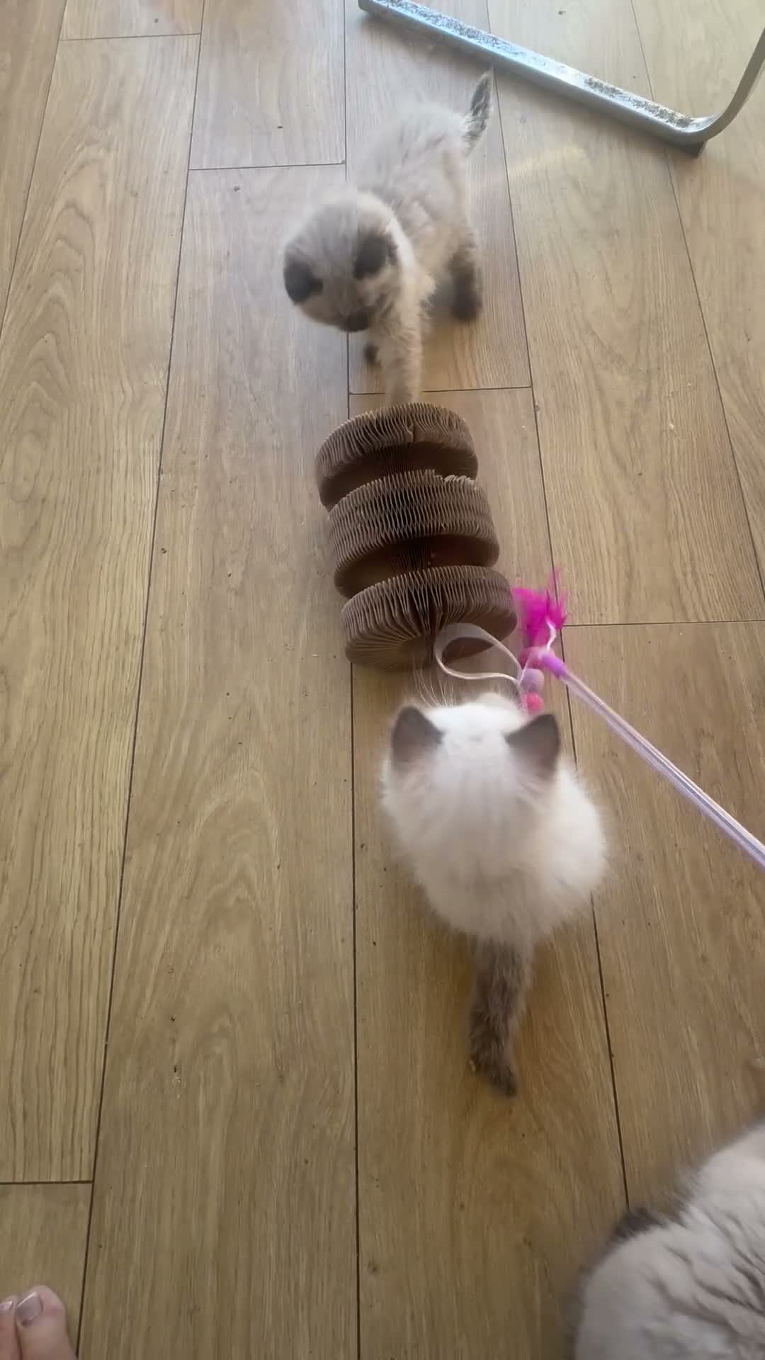 Ragdoll cats for sale: Beautiful fluffy ragdoll kittens - Video 3