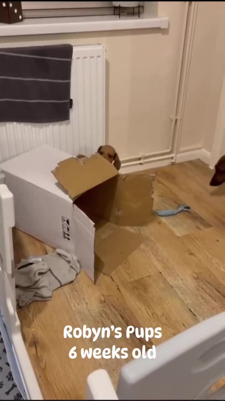 Dachshund dogs for sale: Standard Smooth Coat Dachshunds in Diss - Video 1