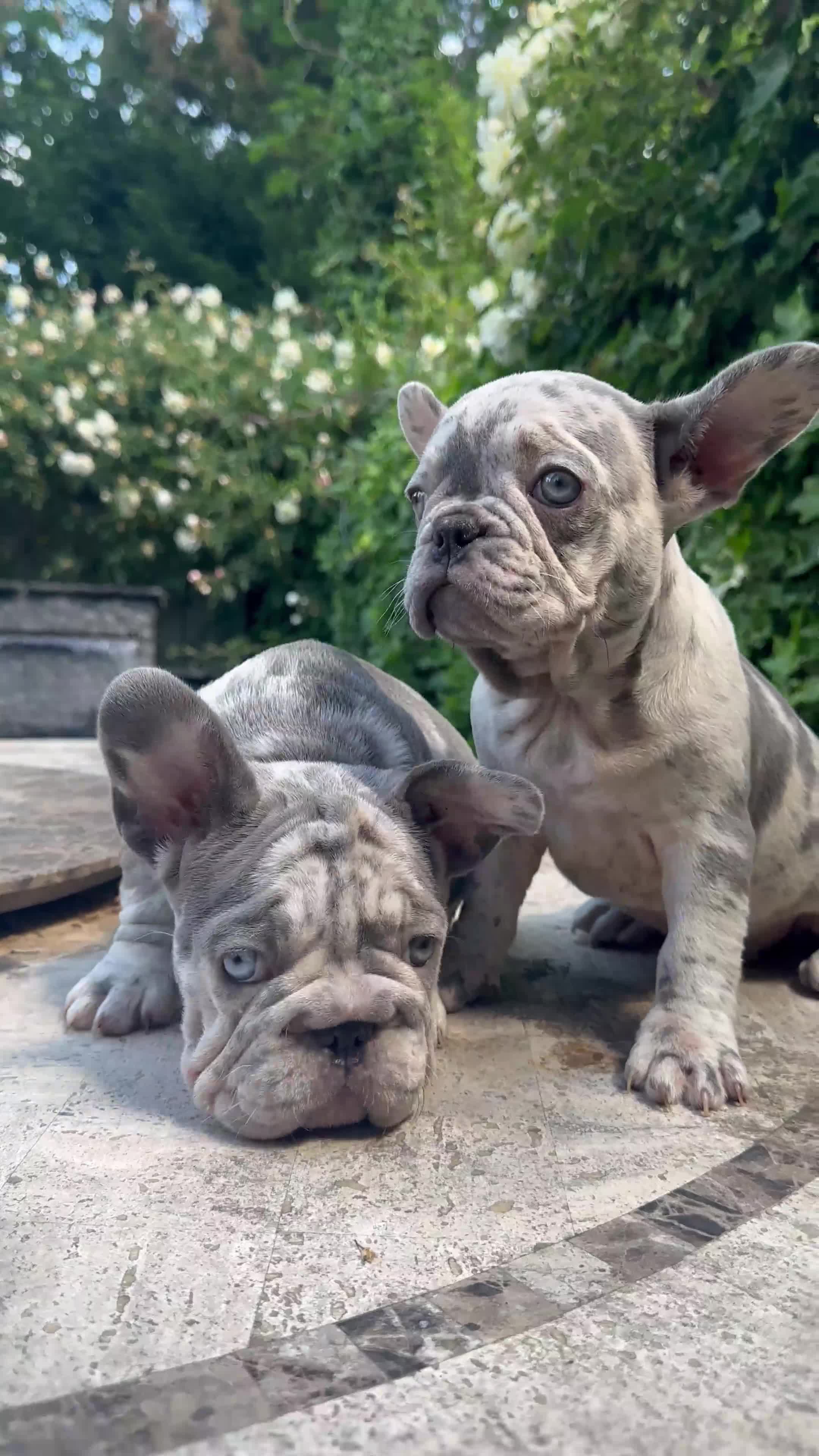 French Bulldog dogs for sale: HIGHEST QUALITY AVAILABLE  in Bexley - Video 4