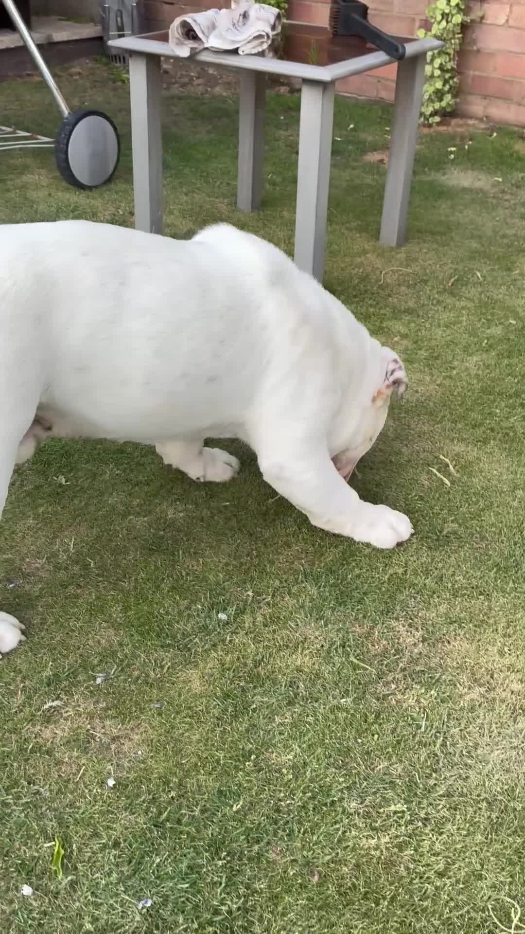 English Bulldog dogs for stud: Monty - Video 1