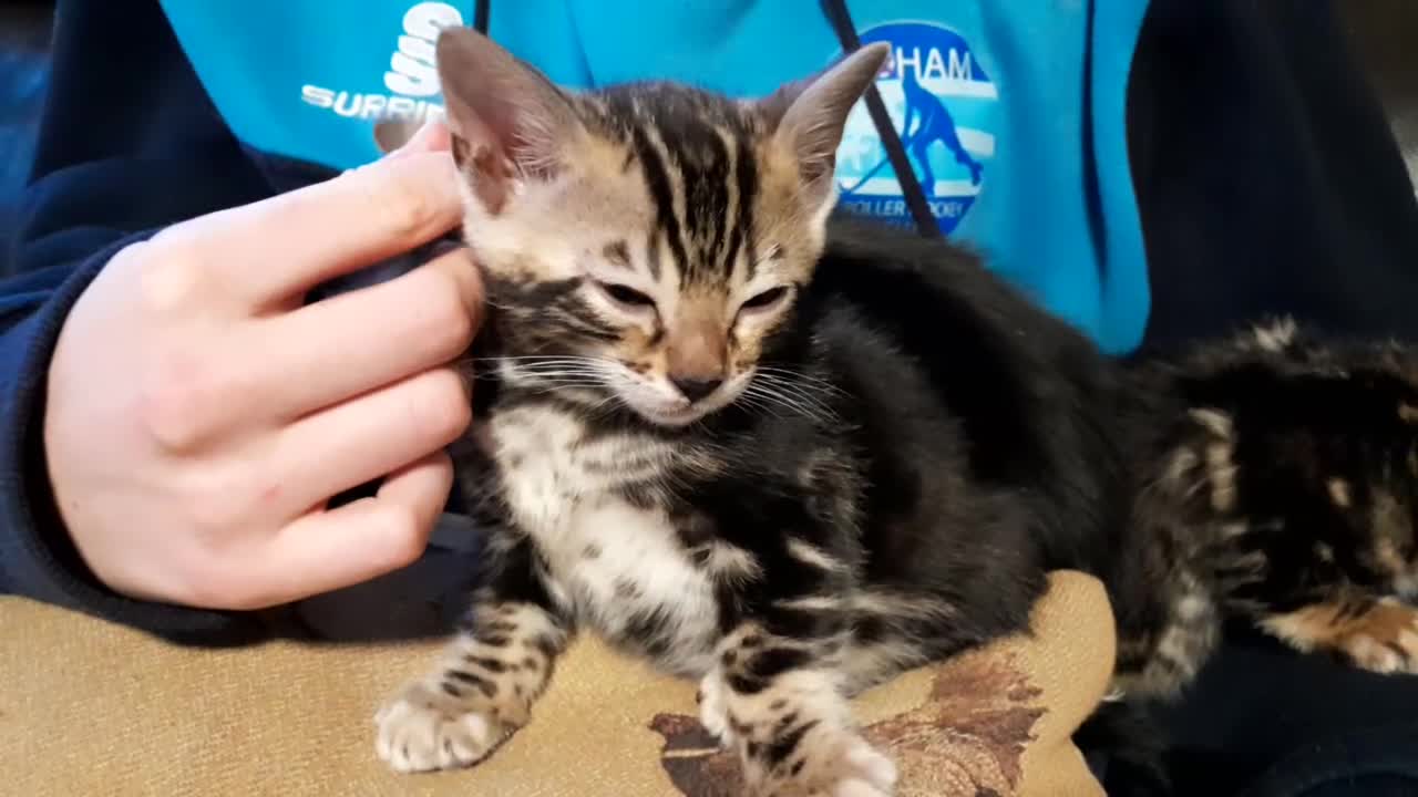 Bengal cats for sale: Ready Now stunning Bengal kittens - Video 1