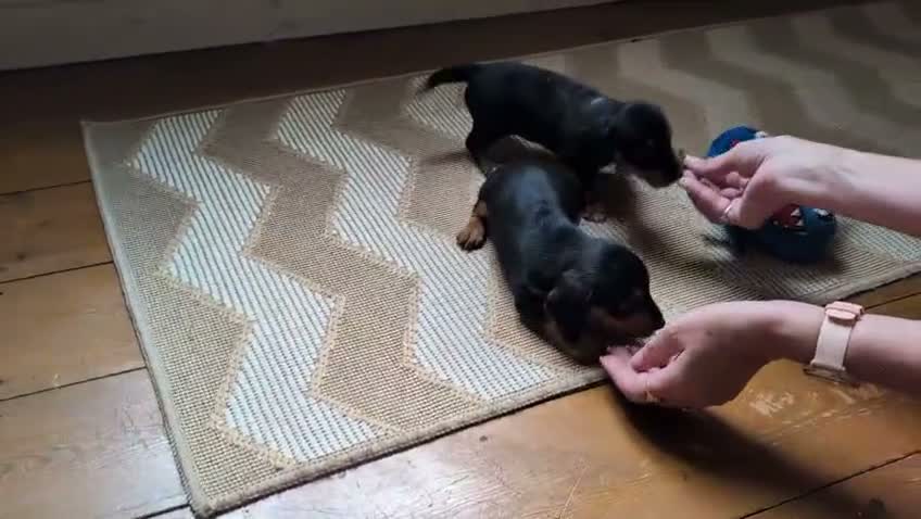 Mixed Breed dogs for sale: Yorkshire terrier x jack x mini daxi - Video 2