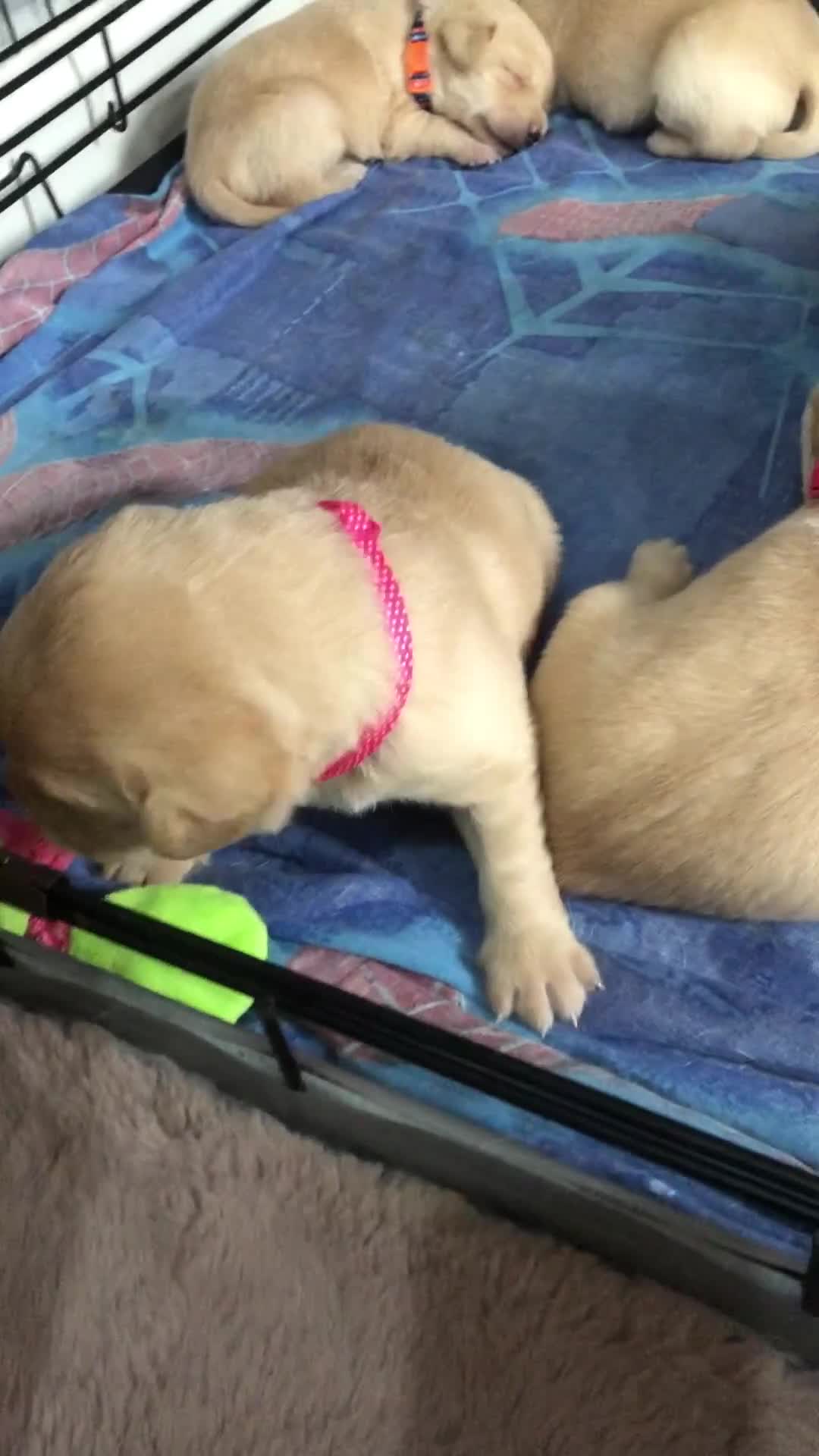 Labrador Retriever dogs for sale: Labrador pups - Video 1