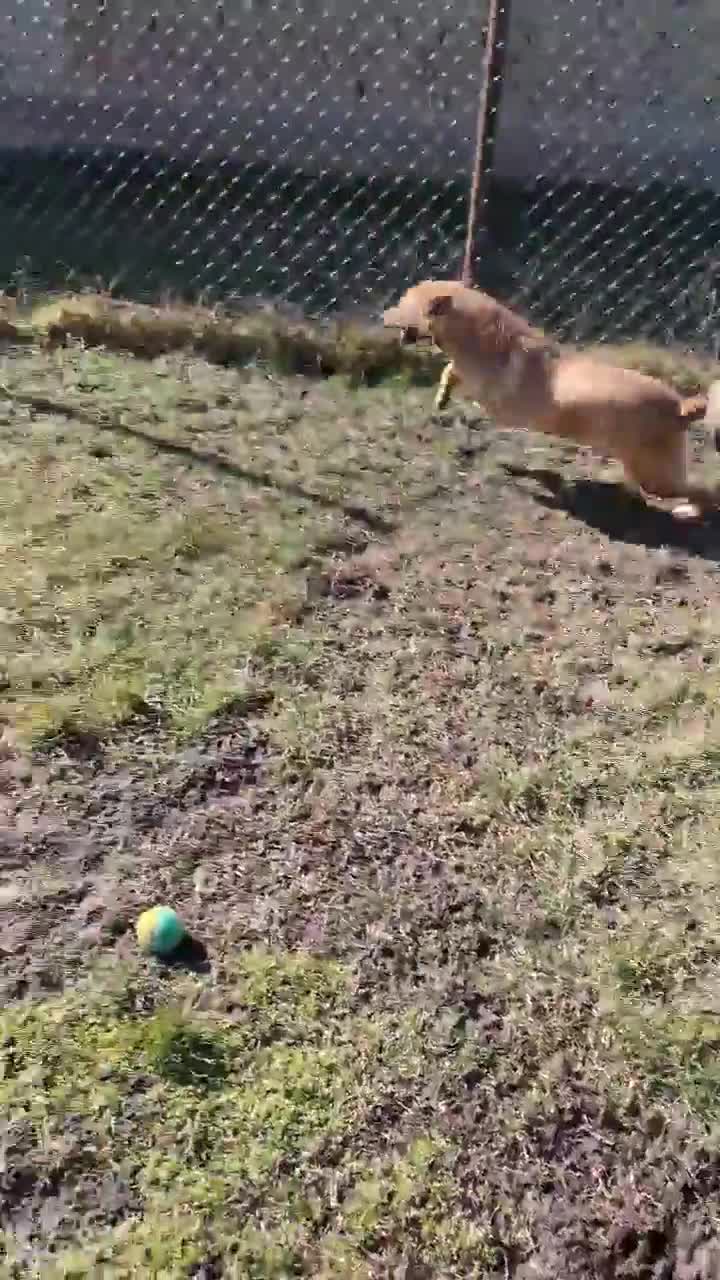 Mixed Breed dogs for adoption: Blue for adoption - Video 1