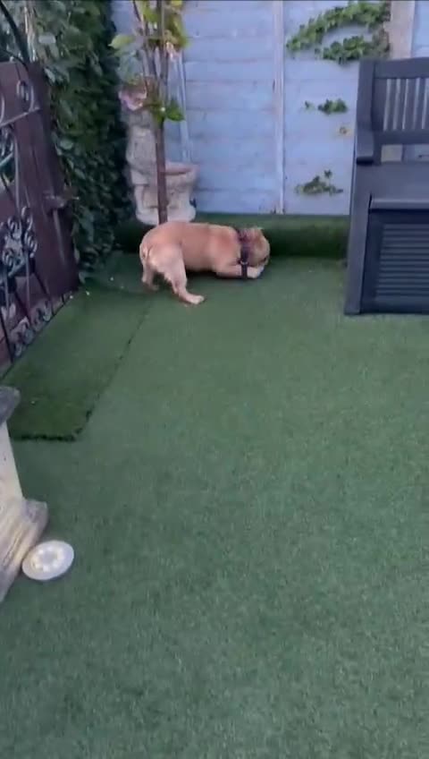 French Bulldog dogs for sale: French buldog visual fluffy male  - Video 1