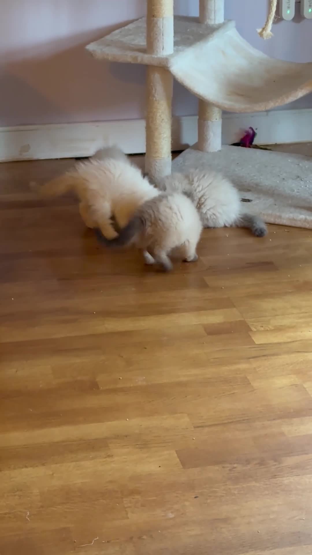 Selkirk Rex cats for sale: Selkirk rex kittens  - Video 1