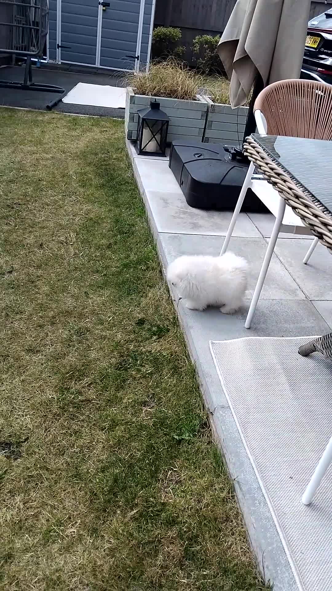 Pomeranian dogs for sale: Adorable 9-Week-Old Pomeranian Puppy Girl - Video 1