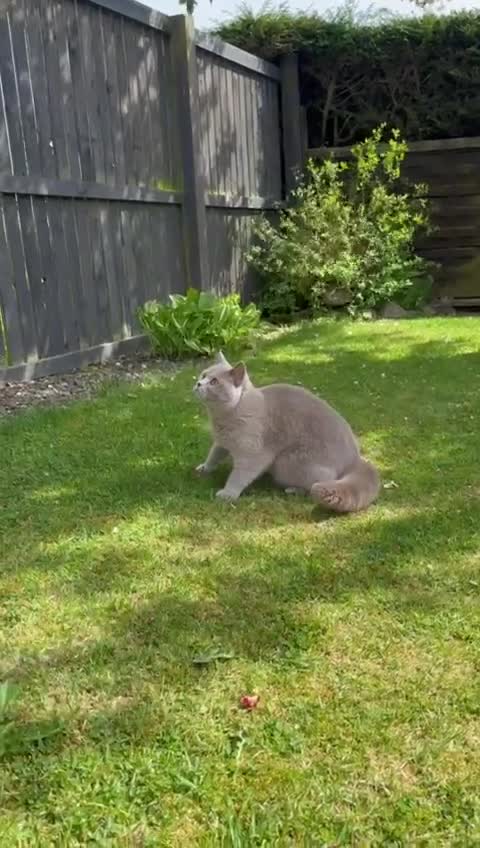 British Shorthair cats for sale: 🐱 Beautiful British Shorthair Kittens for Sale 🐱 - Video 1