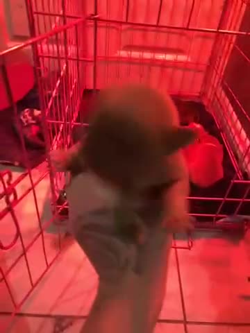 English Bulldog dogs for sale: Litter of 8  - Video 2