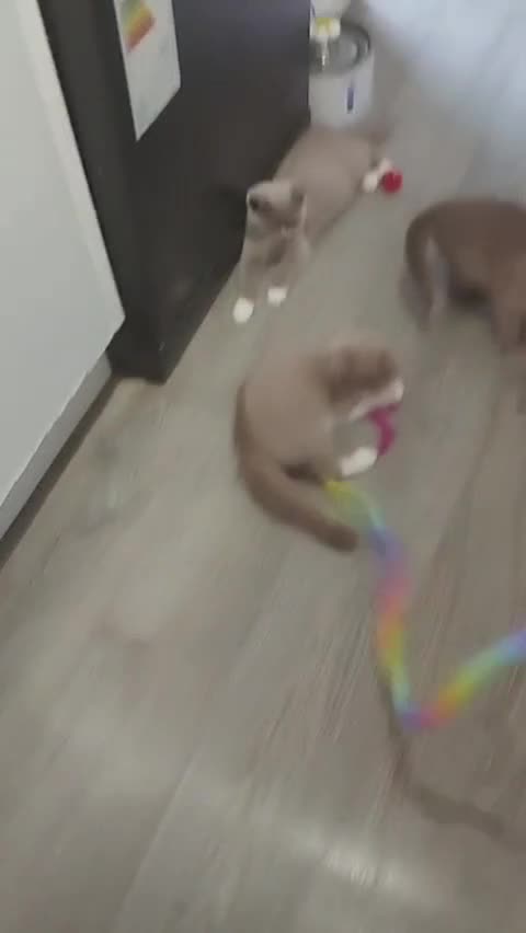 British Shorthair cats for sale: READY NOW Beautiful British Shorthair Kittens - Video 1