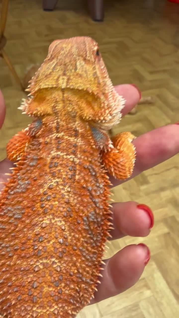 Bearded Dragon reptiles for sale: Last stunning bearded dragon - ready to leave!  - Video 1
