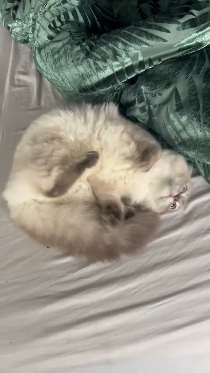 Ragdoll cats for sale: Lady the ragdoll  - Video 2