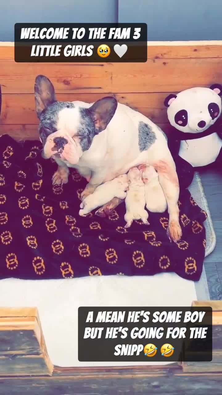 French Bulldog dogs for sale: FRENCH BULLDOG GIRLS - Video 1