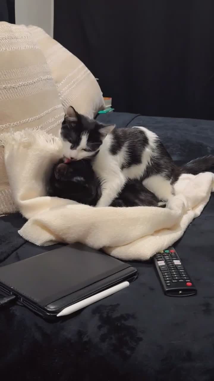 Mixed Breed cats for sale:     Two Sweet Indoor Cats Looking for New Home in Croydon - Video 1