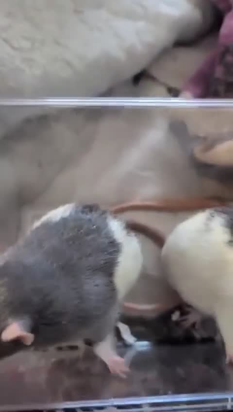 Rat rodents for sale: Fancy rats with cage in Hull - Video 1