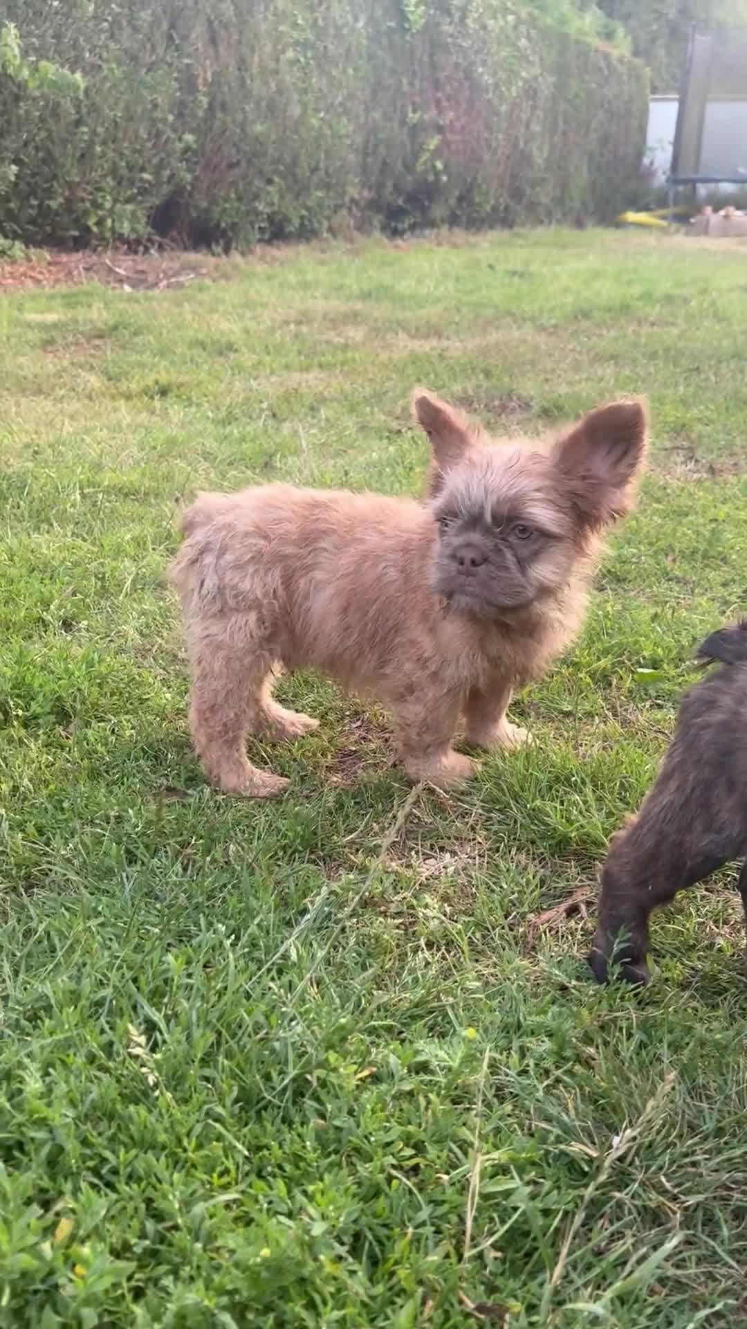 French Bulldog dogs for sale: French bulldog puppies please read description  - Video 2