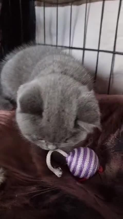 British Shorthair cats for sale: Last 2 Kittens Lilac & Blue Healthy GCCF Pedigree  - Video 3