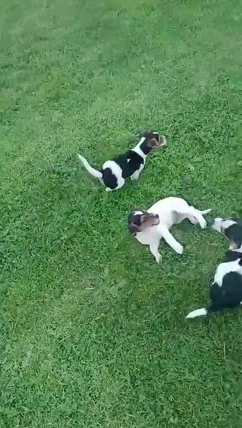 Jack Russell dogs for sale: Gorgeous true traditional Jack Russell pups - Video 1