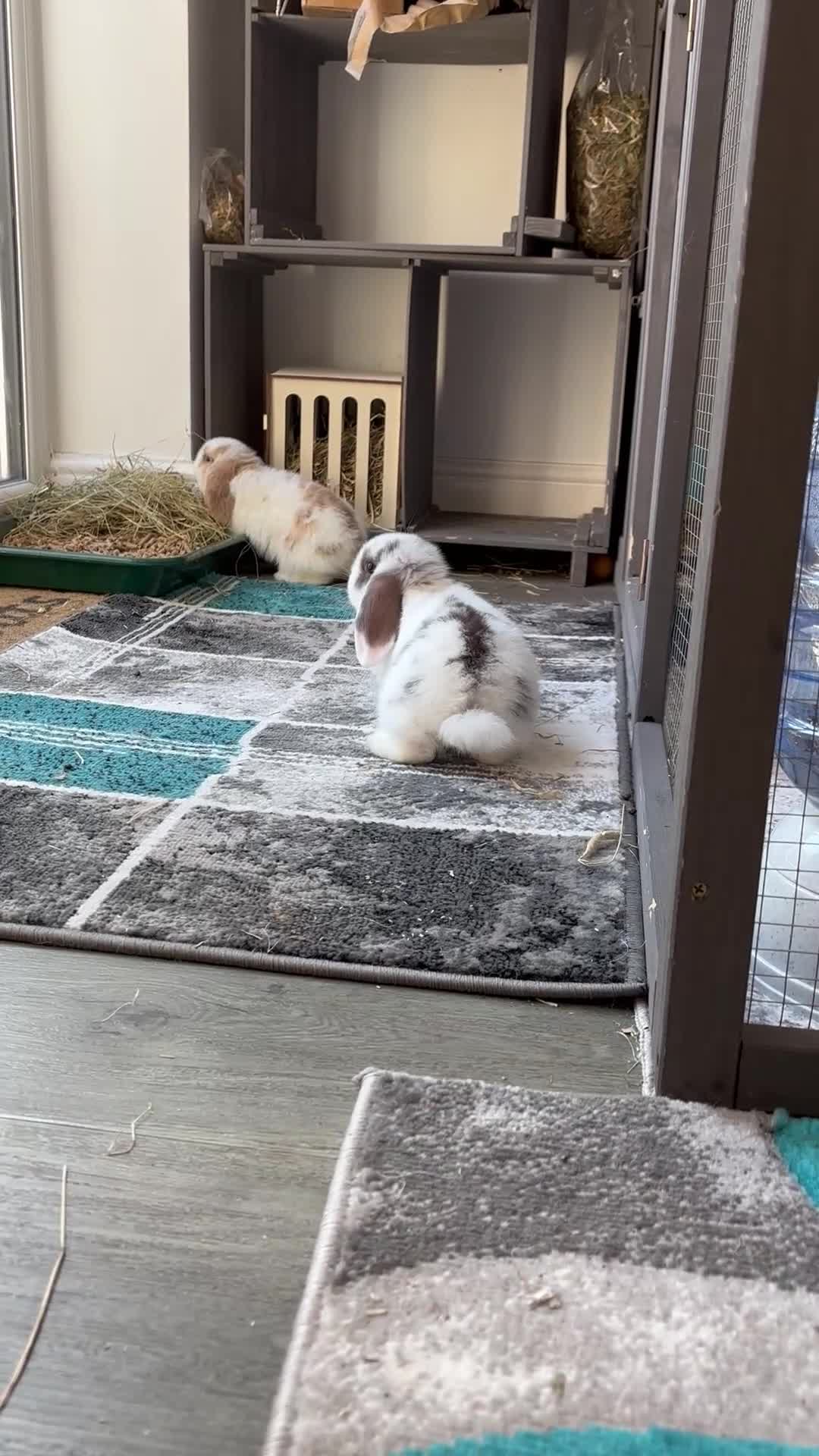 Mini Lop rabbits for sale: Born 15th March - 1 baby boy - ready 9th/10th May - Video 2