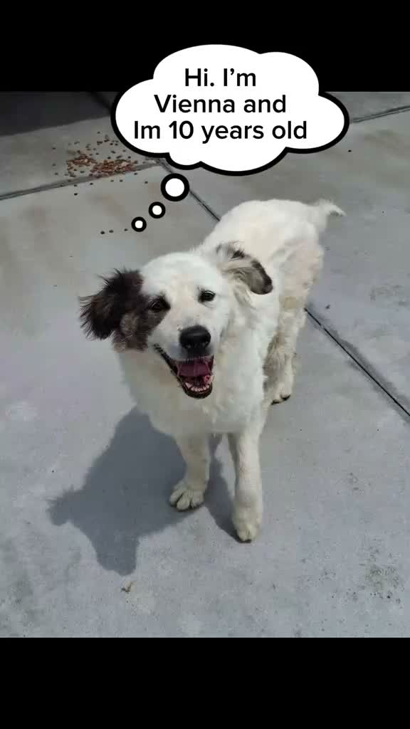 Mixed Breed dogs for adoption: Vienna, 10 yrs approx. Avilable for adoption. - Video 1