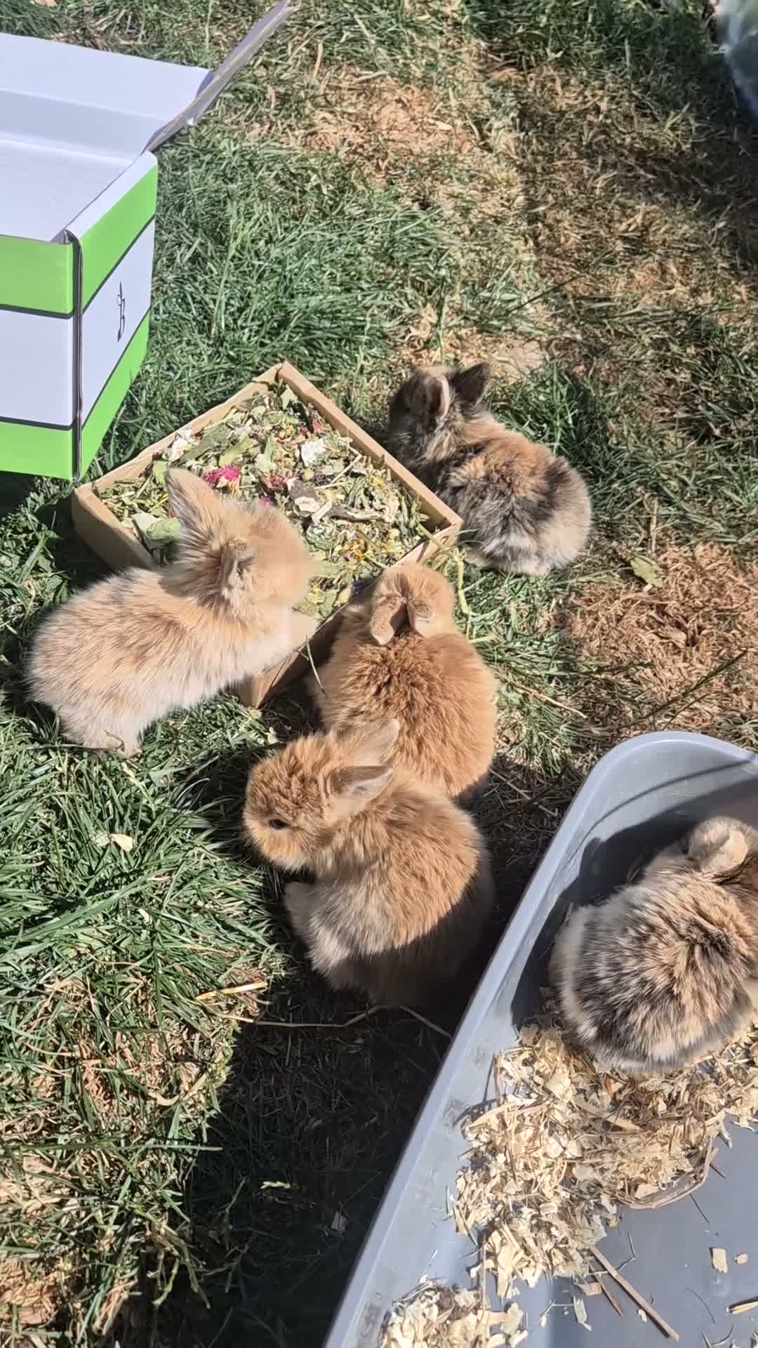 Mixed Breed rabbits for sale: READY NOW - KITS - Video 1