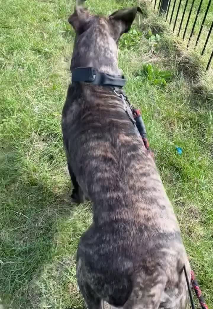 Presa Canario dogs for sale: Beautiful presa canario puppies!! - Video 1