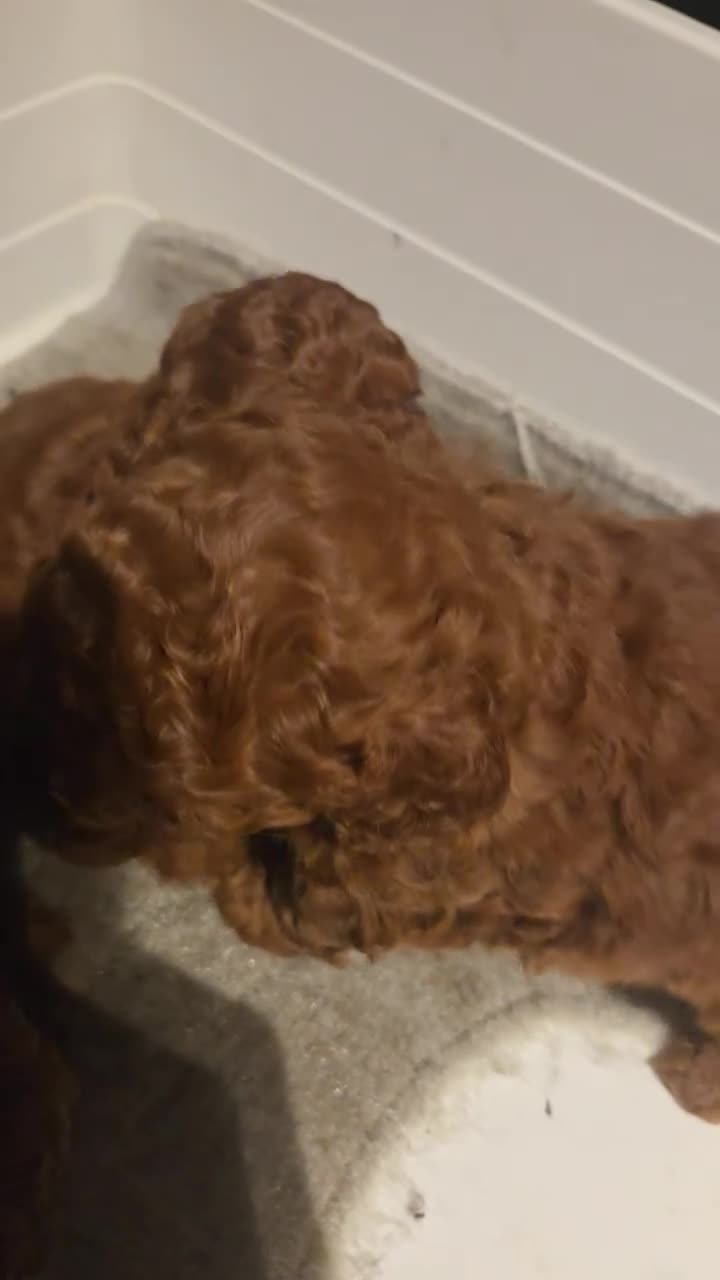 Cavapoo dogs for sale: 4x Asian Toy Poodle X Cavapoo Puppies  - Video 5