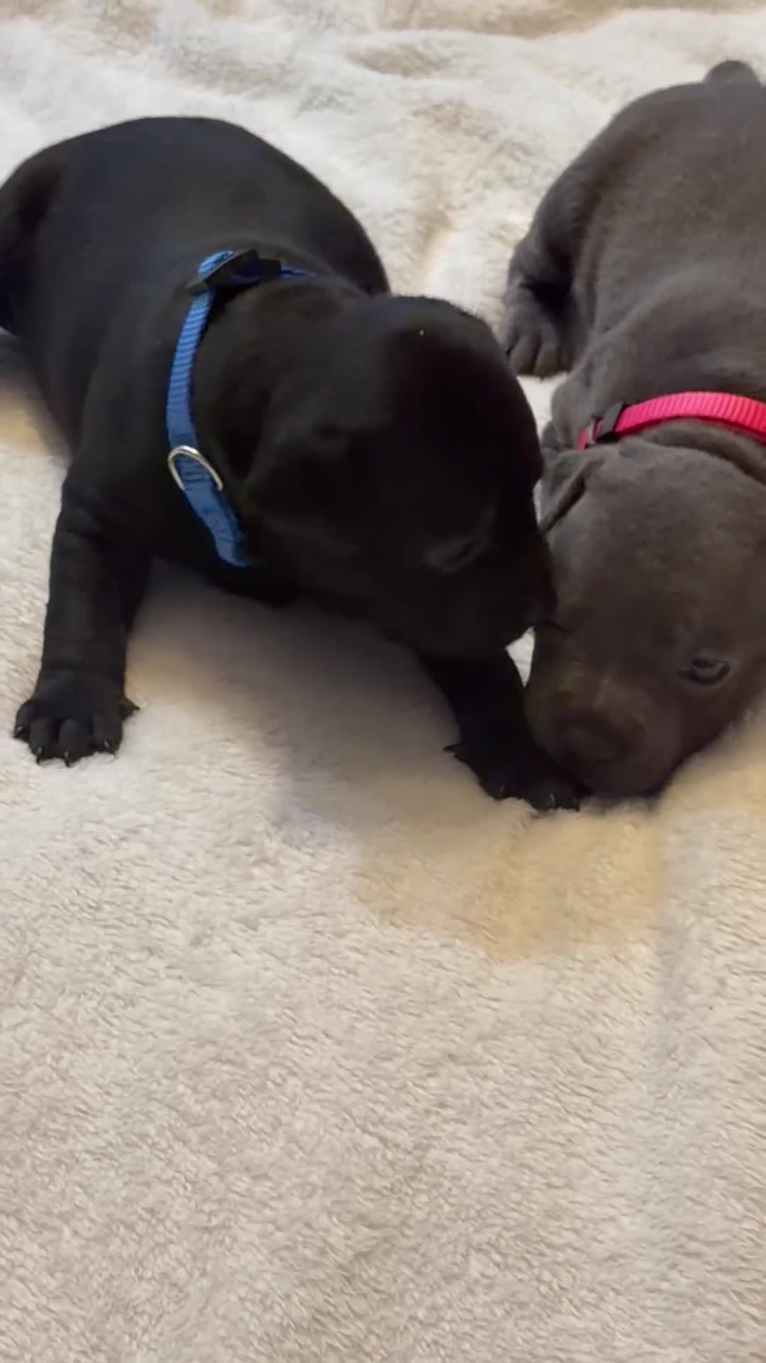 Staffordshire Bull Terrier dogs for sale: KC REG STAFFORDSHIRE BULL TERRIER PUPS are HERE   - Video 4
