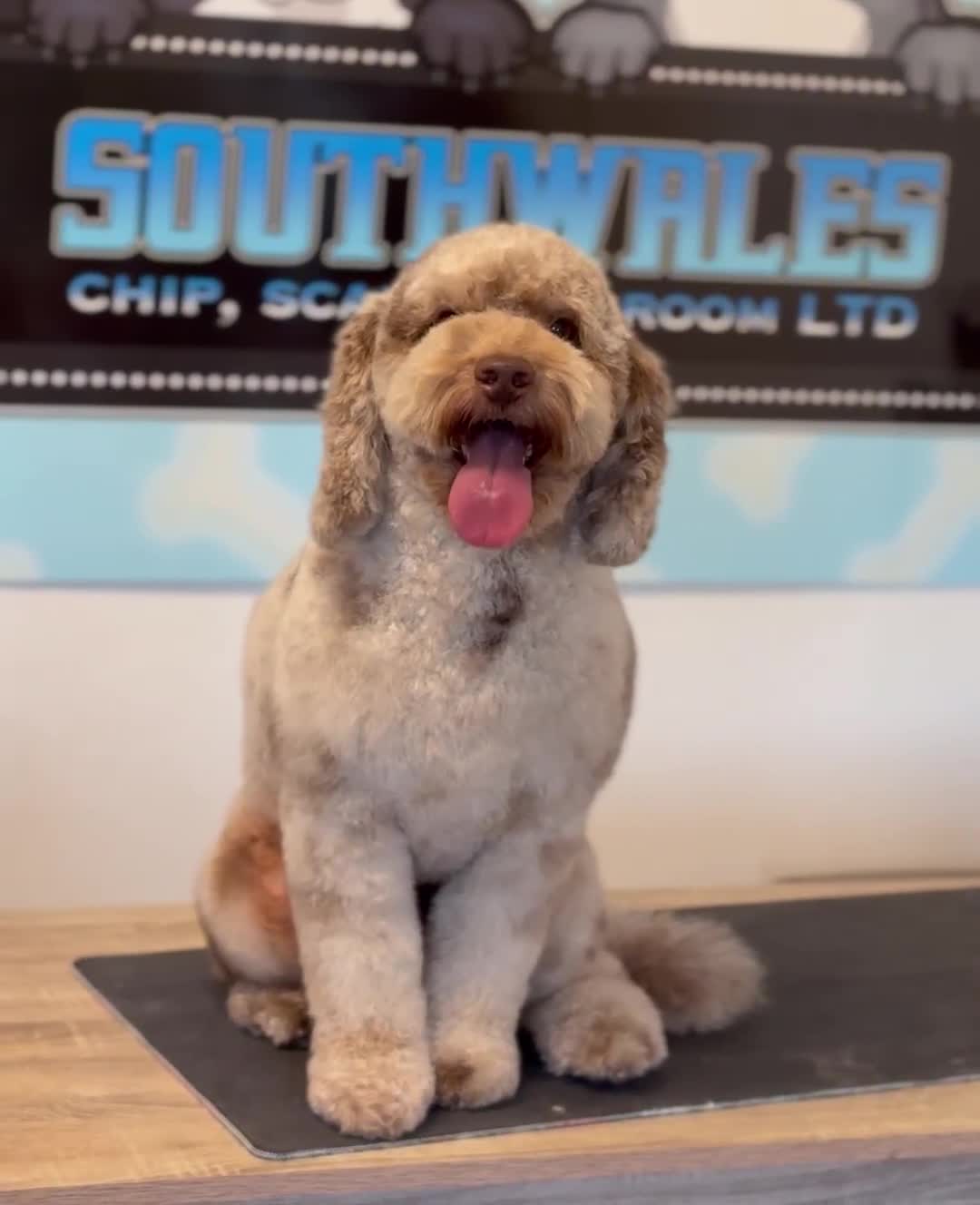 Cockapoo dogs for stud: Wreck it Ralph🍫 F1B - Video 1