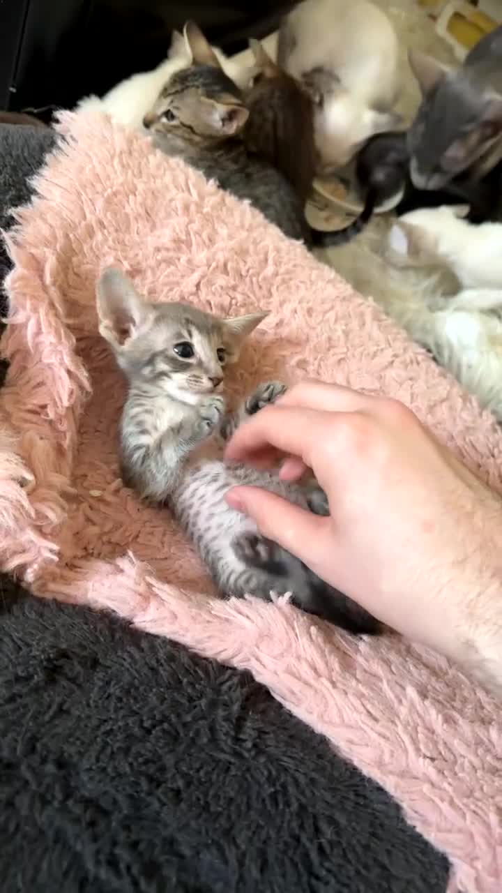 Siamese cats for sale: Siamese and Oriental Kittens  - Video 1