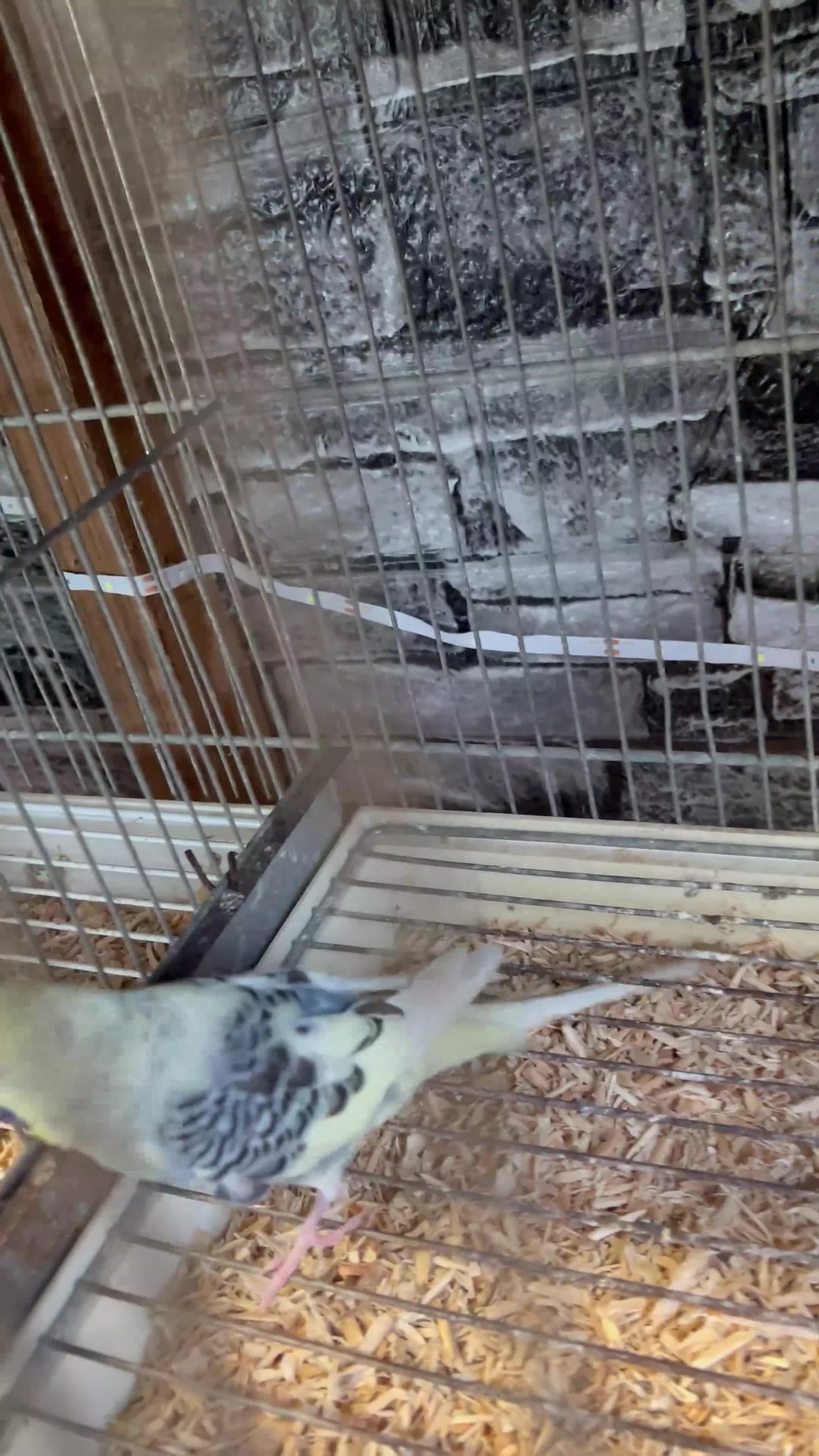 Budgerigars birds for sale: Adorable Handreared  baby budgies  - Video 4