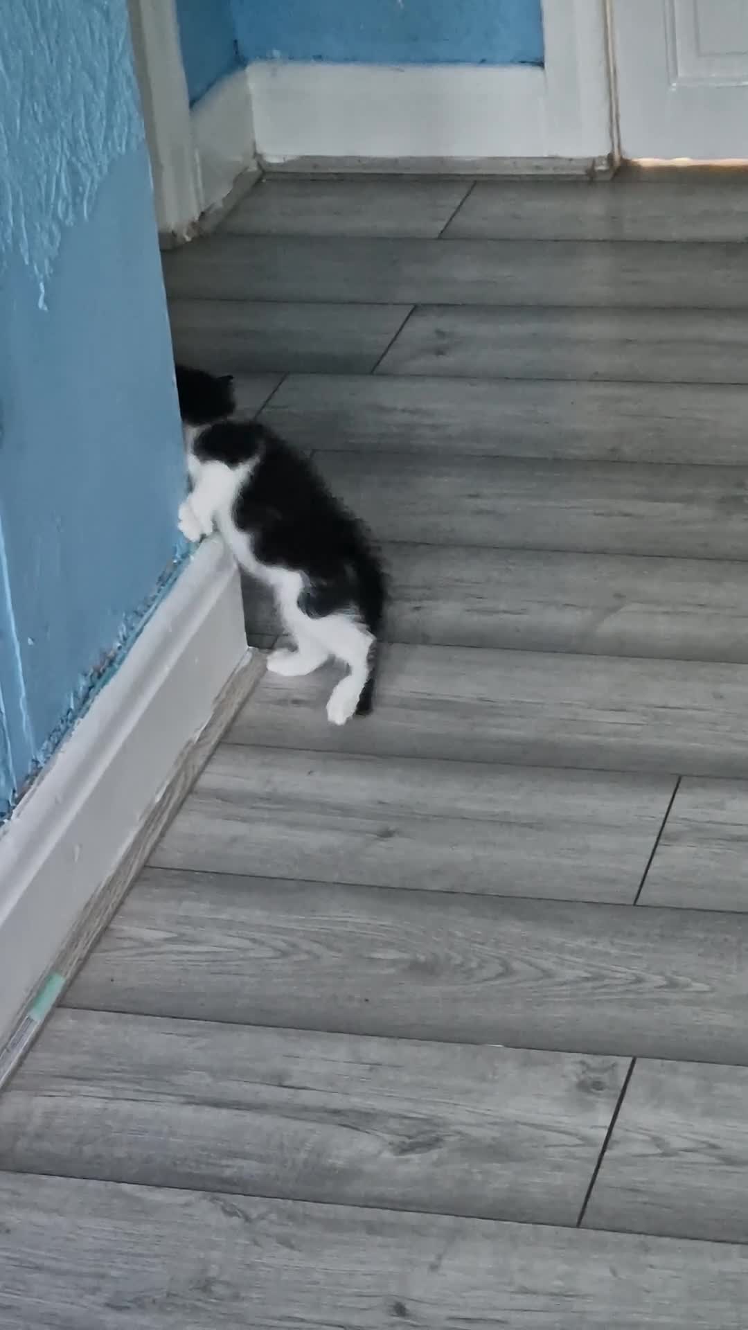 American Shorthair cats for sale: 5 litle kittens for sale  - Video 1