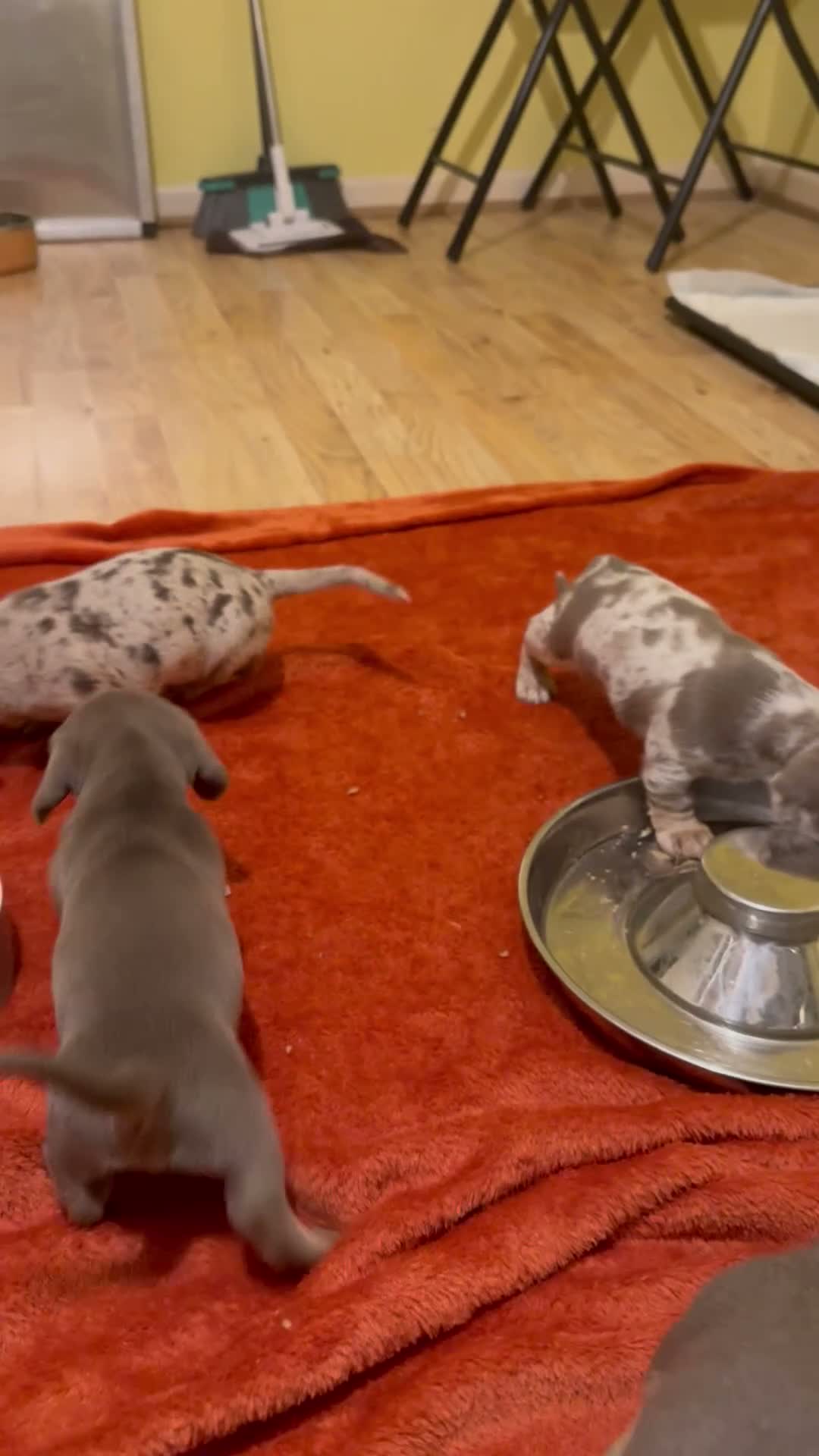 Dachshund dogs for sale: Reg miniature smooth daschunds  - Video 1