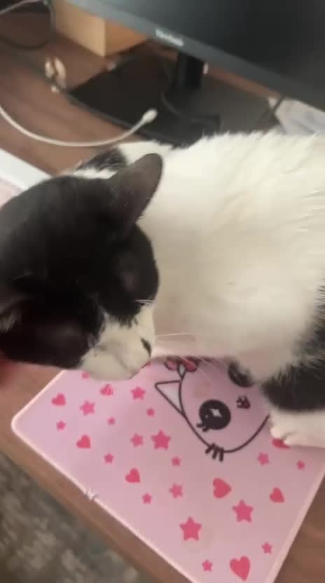 Mixed Breed cats for adoption: OSCAR - THE KISSER !!CANNOT HELP HIMSELF 2B CUDDLY - Video 3