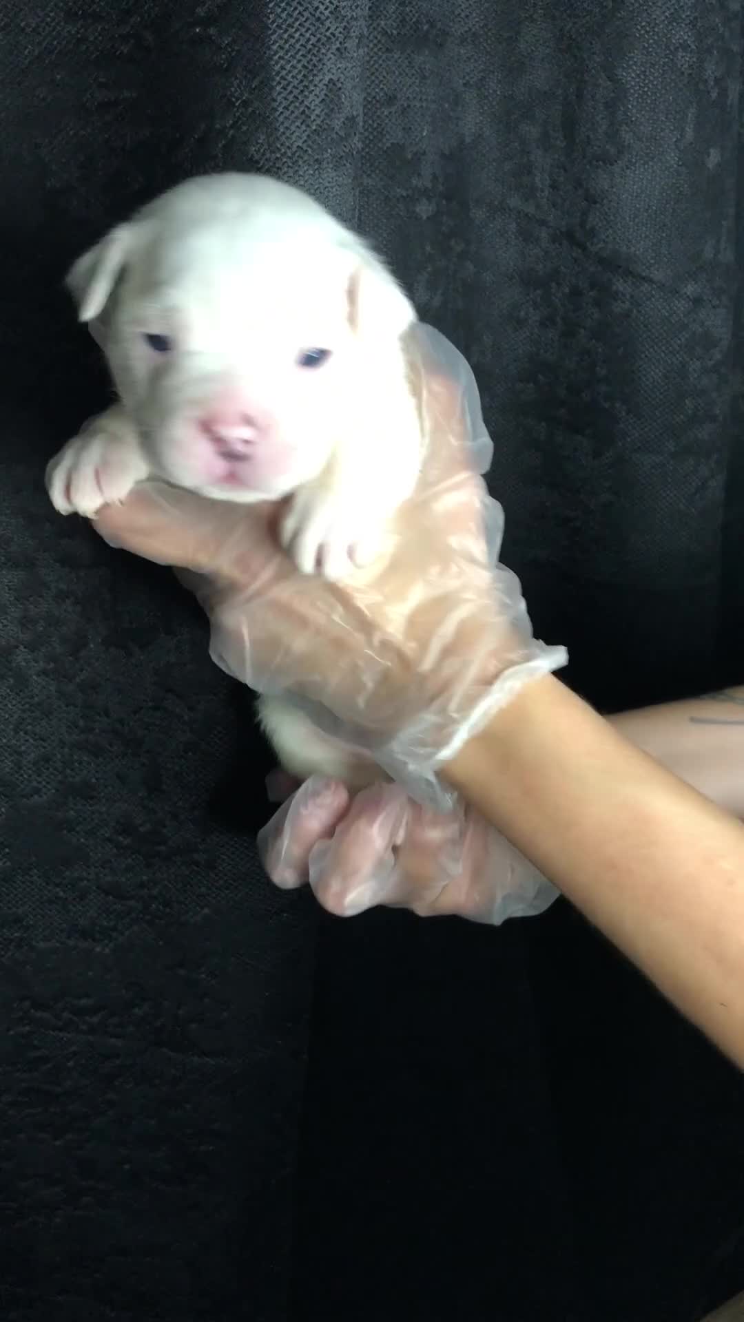 Mixed Breed dogs for sale: Incredible bulldog x FOR-SALE  - Video 2