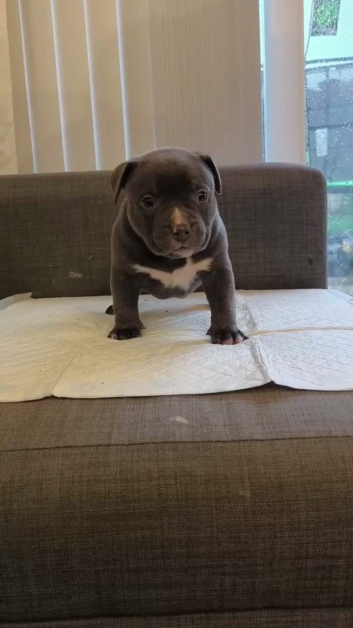 American Bully dogs for sale: American Bully Pocket Puppies ready for new Homes - Video 3