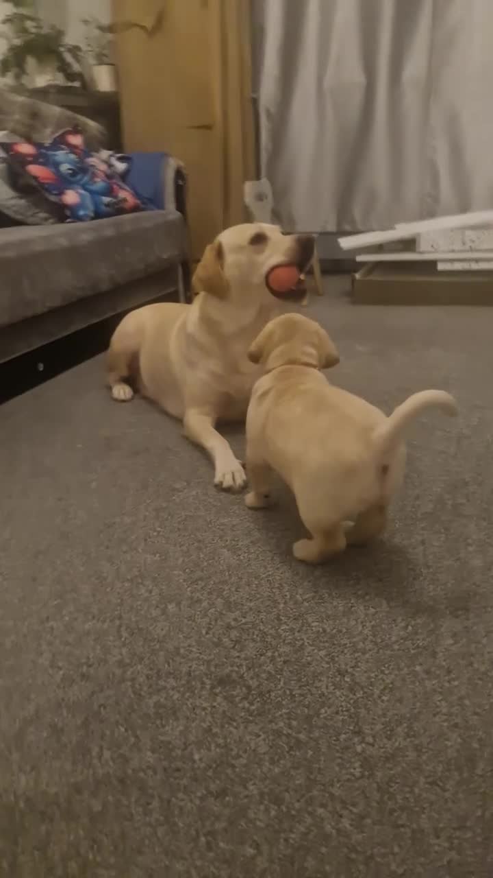 Labrador Retriever dogs for sale: Labrador Retriver girl - Video 2