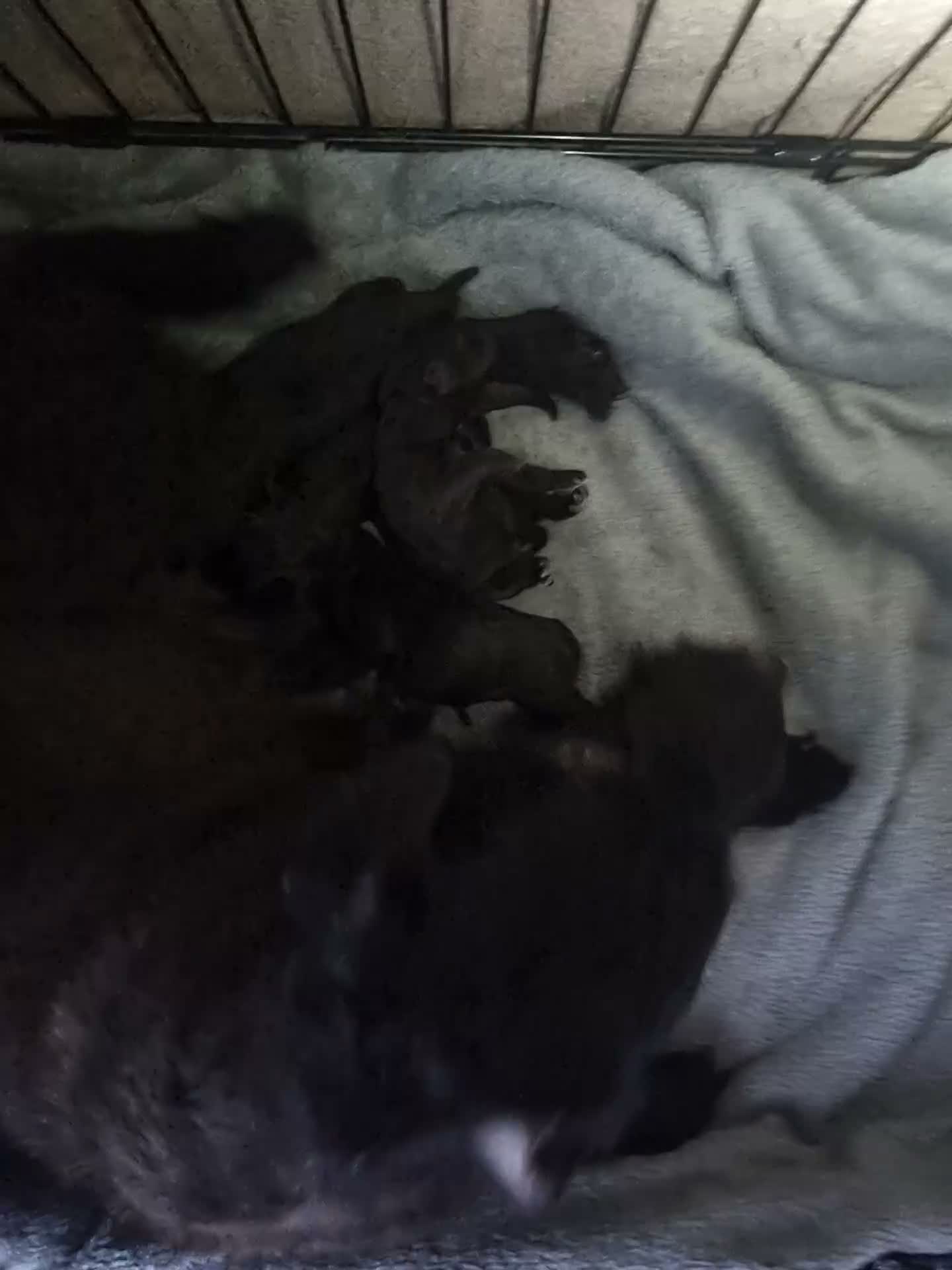Patterdale Terrier dogs for sale: Patterdale puppy's  - Video 1